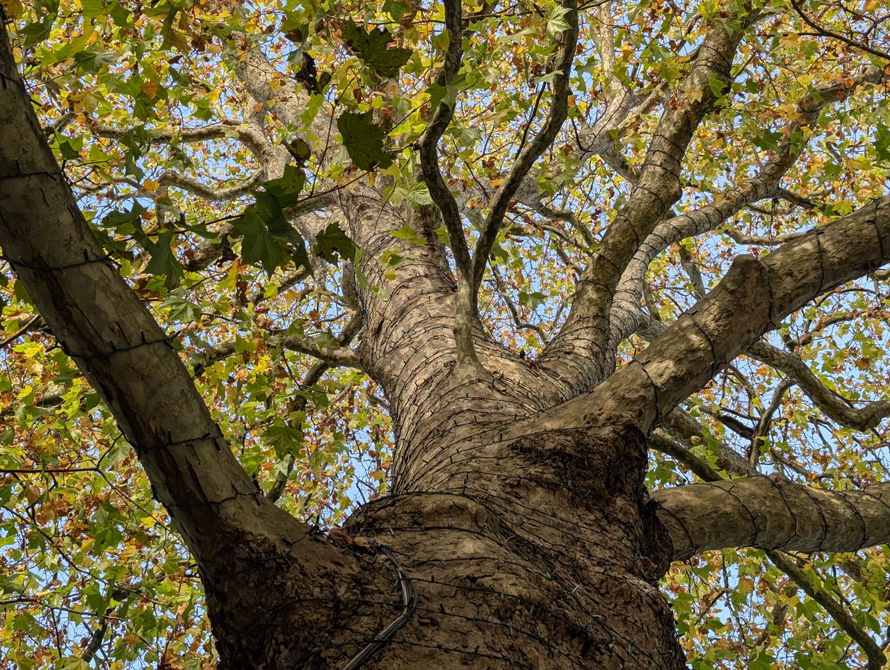 Sample image from Google Pixel 9 Pro