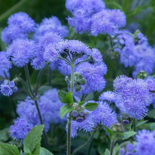 Eden Brothers Ageratum Seeds - Dondo Blue