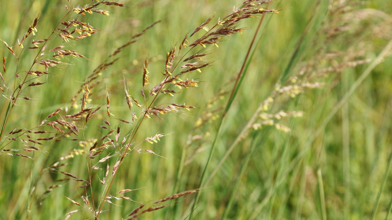 Big Bluestem tall grass growing on a prairie