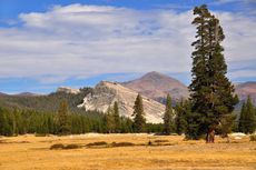 Tuolumne Meadows