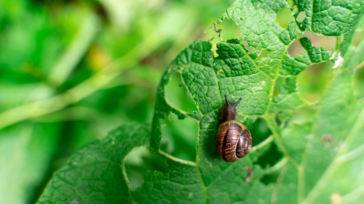 A snail eating a green leaf