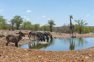 African watering hole