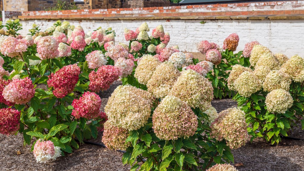 A garden border full of compact panicle hydrangeas, Hydrangea paniculata, with pink and white blooms