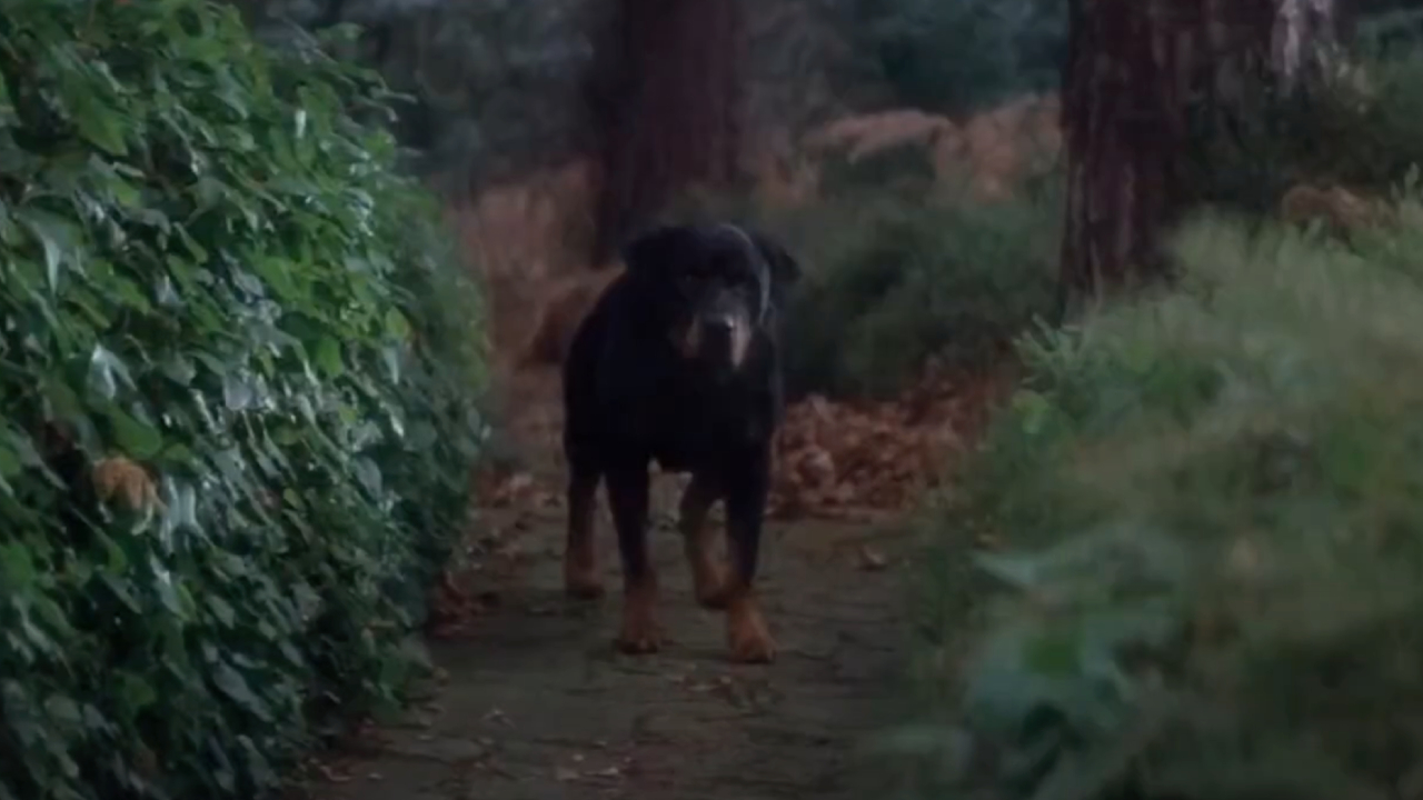 Hellhound from The Omen