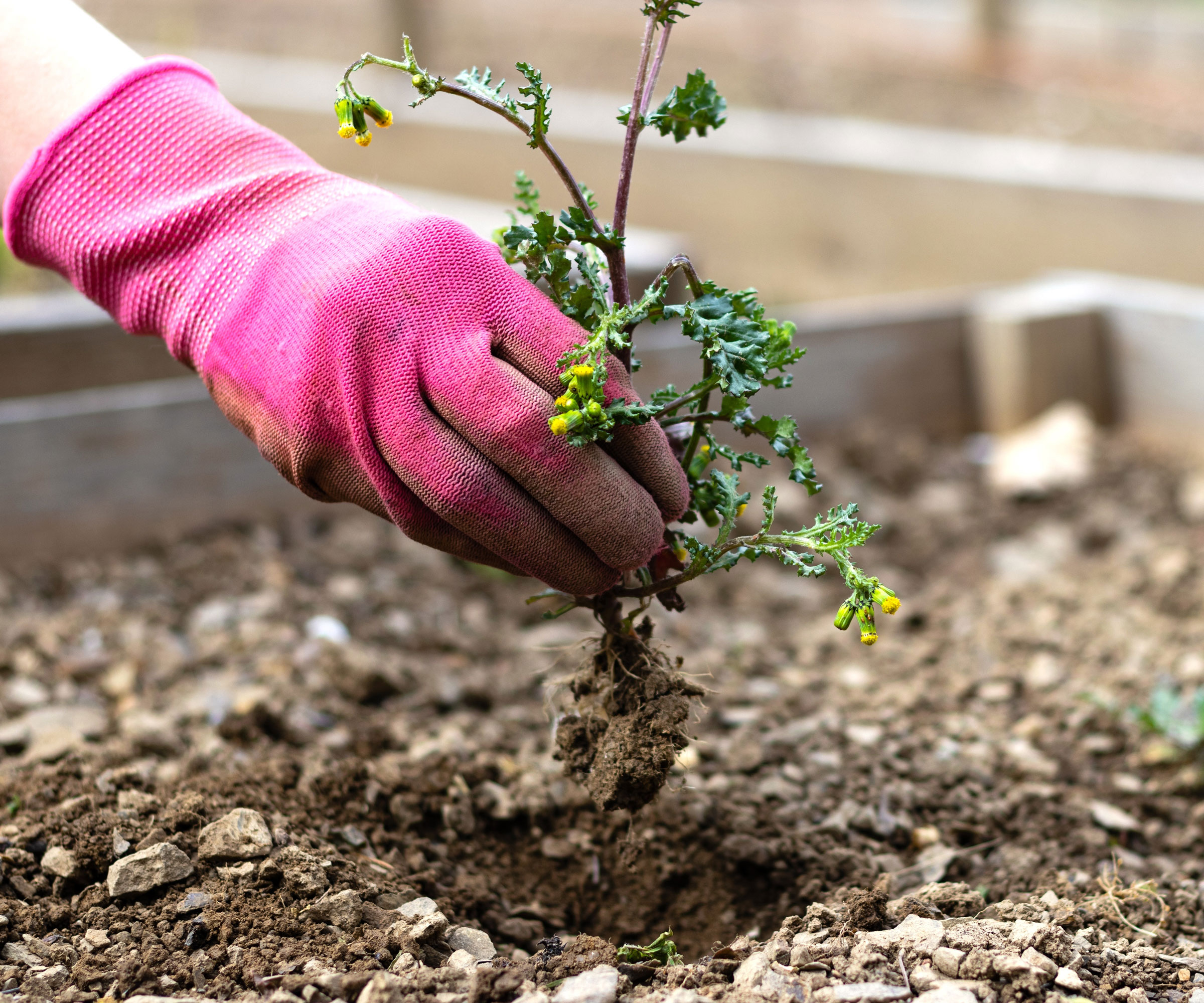 hand pulling garden weed from raised bed with pink glove