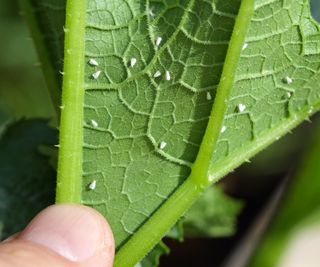 whiteflies on the back of a leaf