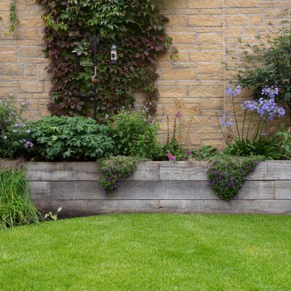 Garden with a green lawn and vines