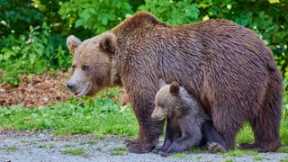 Brown bears in Romania