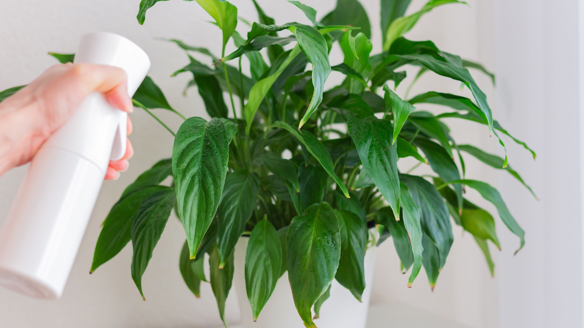 picture of woman misting peace lily plant