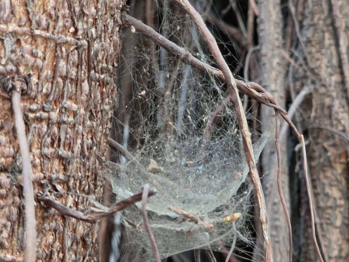 A spider's web shot on the Galaxy S26 Ultra
