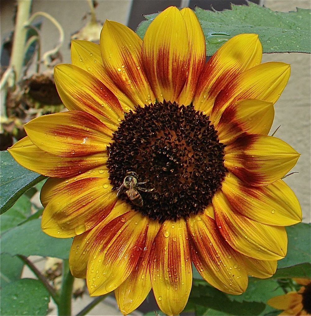 Sunflower Photos Types Of Sunflowers Live Science