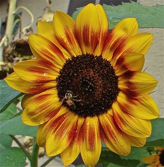 Bees are the main pollinators of sunflowers. 