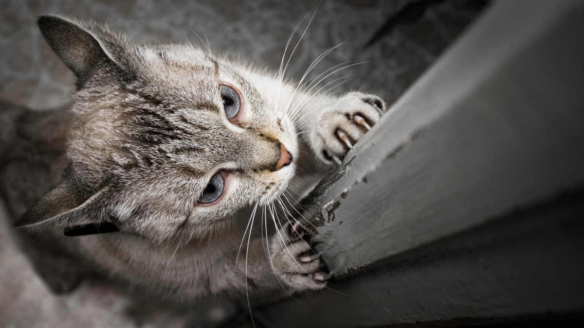 How to get my cat to stop scratching the walls hotsell