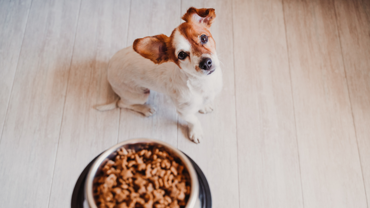 When to start feeding puppies wet food: A vet weighs in on how to wean ...