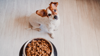 Jack russell puppy looking up at food bowl