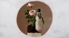 a marble backdrop frame with a circular image containing Cowshed Indulge shower gel on a plinth with some rose 