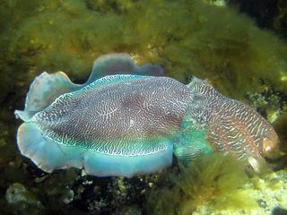 Giant Australian cuttlefish close-up.