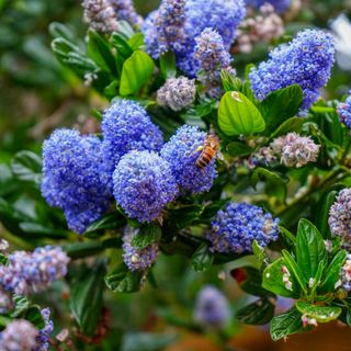 Closeup of bee on Ceanothus or California lilac flowers in garden