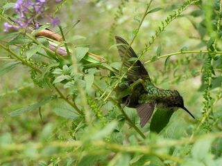 A female Tenodera sinensis eating an immature male ruby-throated hummingbird (Archilochus colubris) in Clermont, New Jersey, with a courting male on her back.