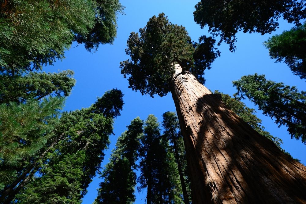 What Is The World S Tallest Tree Tallest Tree In World Live Science