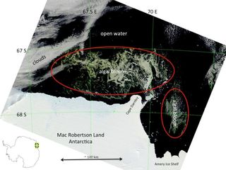 The behemoth algae bloom was spotted off the coast of Mac Robertson Land, Antarctica, by the Modis instrument aboard NASA's Terra satellite. 