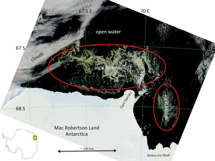 The behemoth algae bloom was spotted off the coast of Mac Robertson Land, Antarctica, by the Modis instrument aboard NASA&#039;s Terra satellite. 