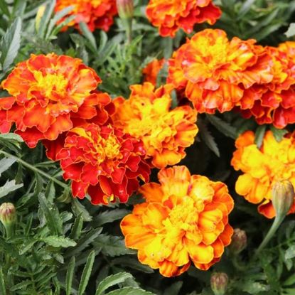 5 Flowers to Plant in May That Will Bloom From Seed by Summer | Livingetc