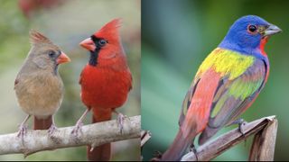 A northern cardinal pair (left) and a painted bunting (right). It was a tough call, but Sheridan Alford's favorite bird is the northern cardinal, and Danielle Belleny's is the painted bunting — both birds have vibrant, colorful pelage.