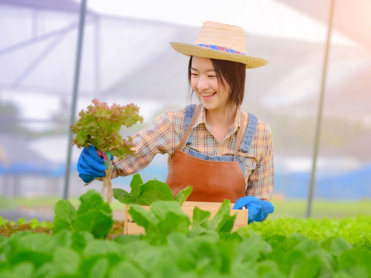 Gardener Holding Plant In Greenhouse