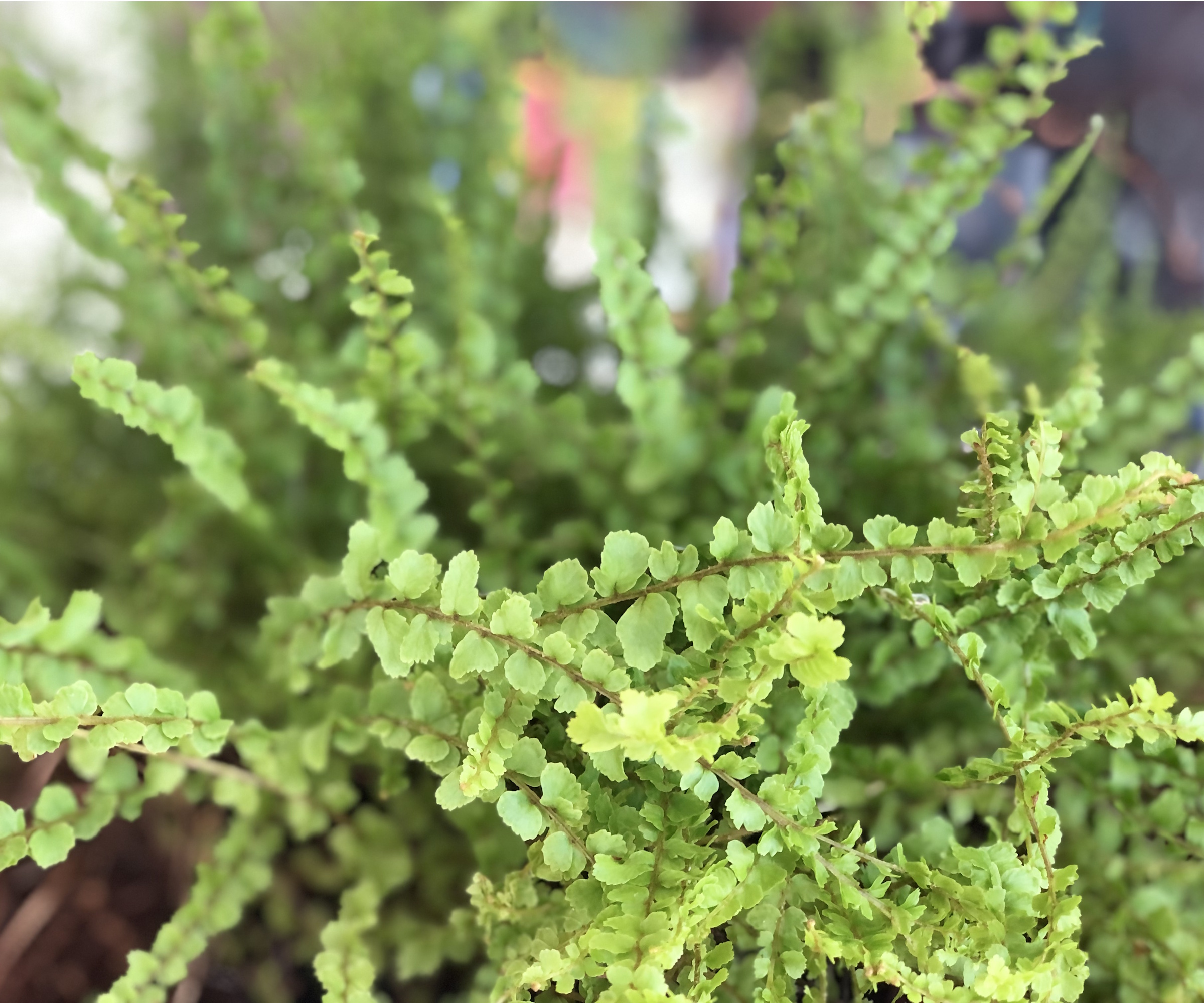 Lemon button fern