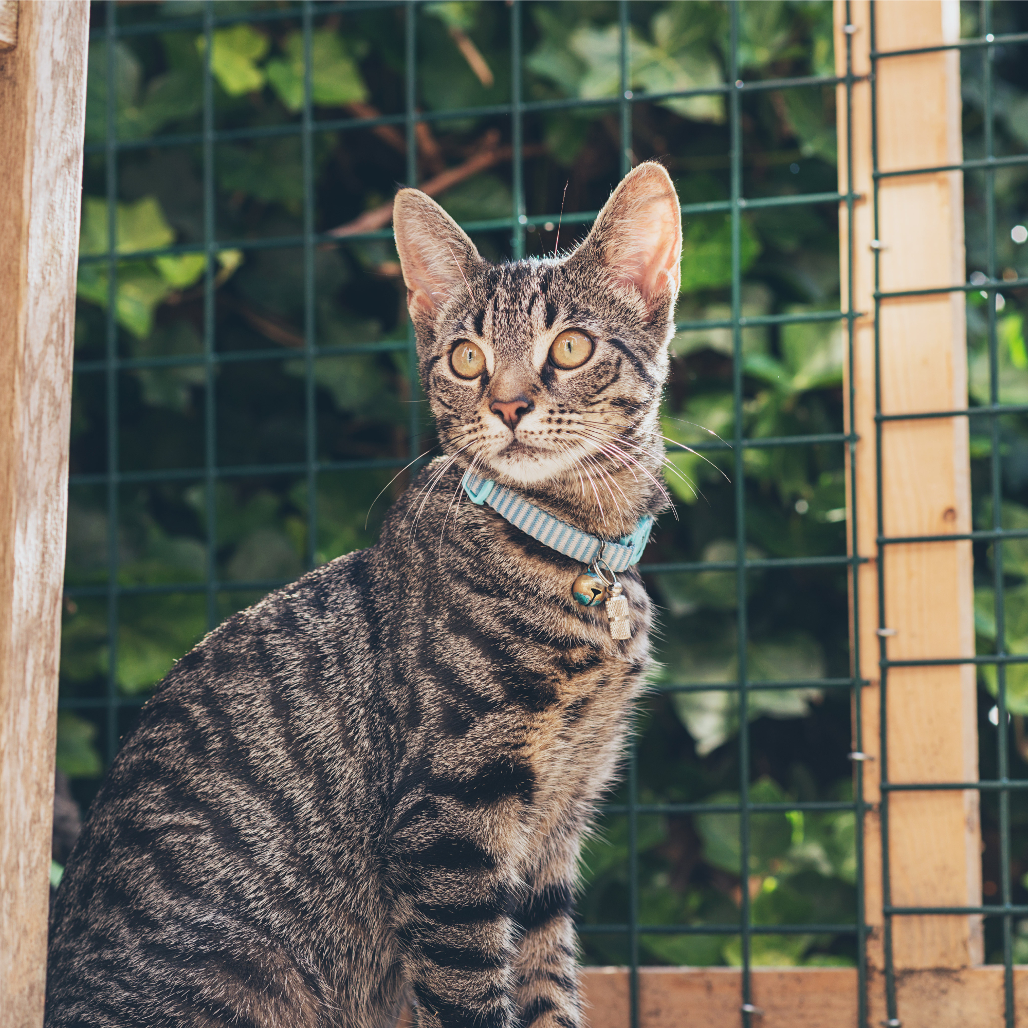 cat on catio