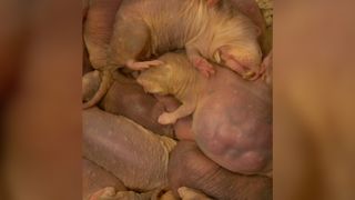 African naked mole rats are crammed together in a colony nest.