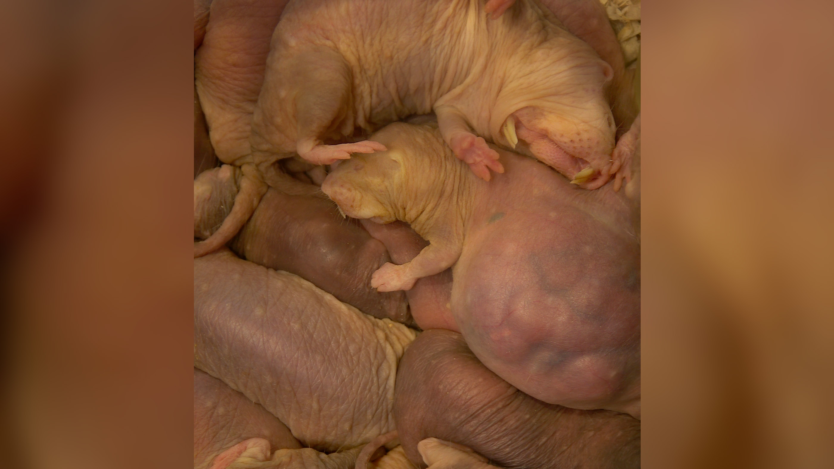 We Expel Carbon Dioxide As Waste Naked Mole Rats Bathe Their Brains In It To Prevent Seizures