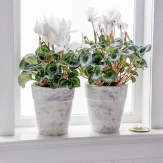Marble Planters