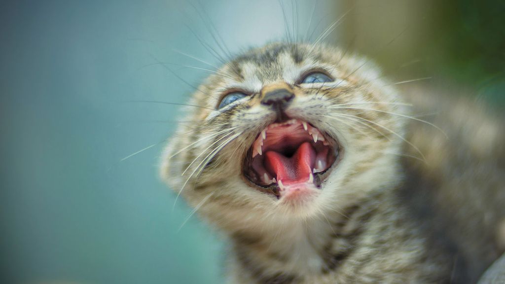 Do kittens lose their teeth? | PetsRadar