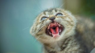 A kitten showing its teeth