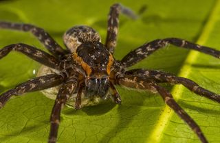 A female fish-eating spider, Dolomedes briangreenei, carrying her egg sack.