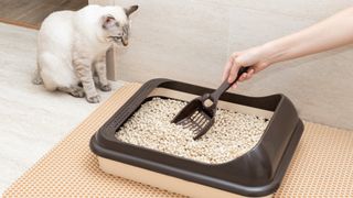 cat litter tray