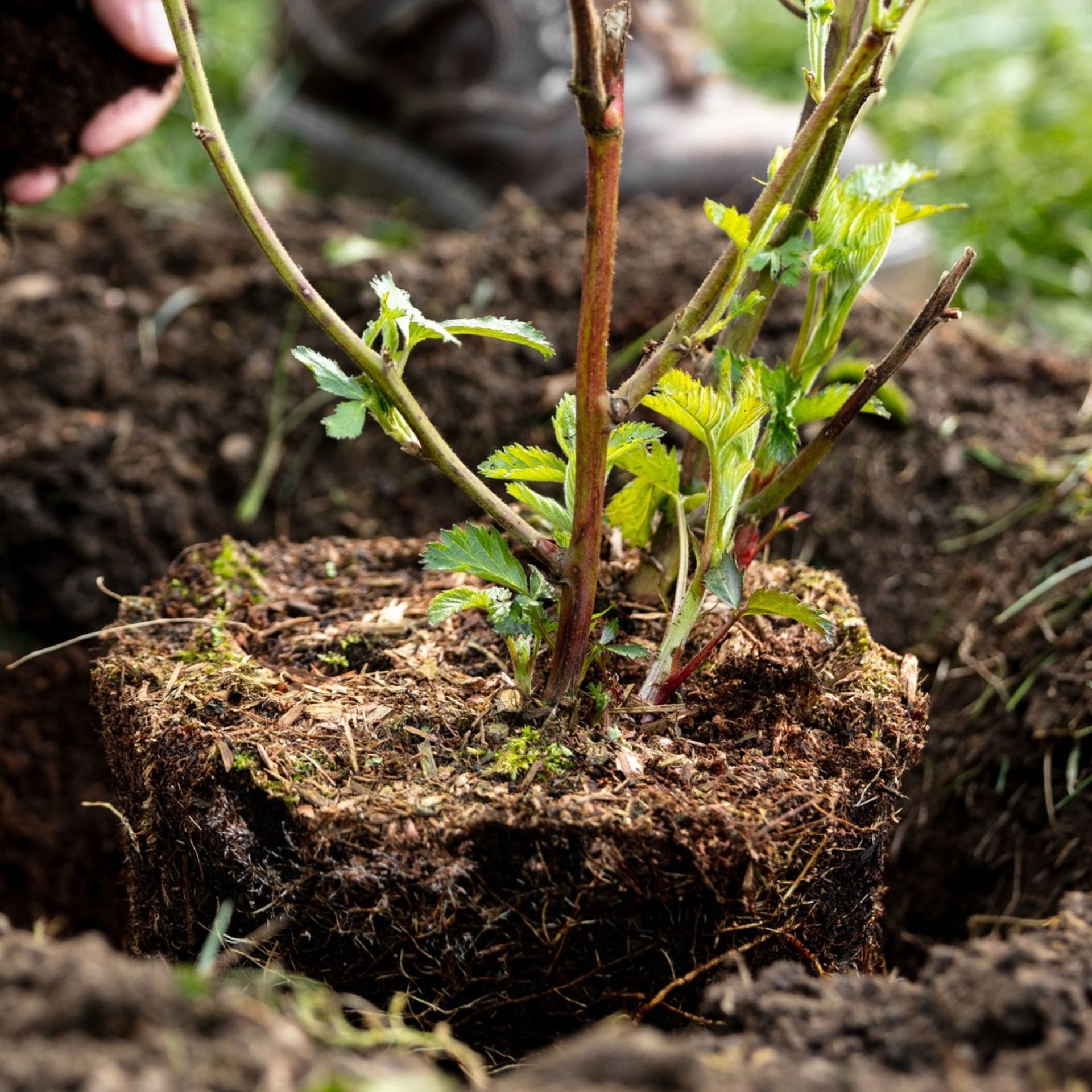 Planting blackberry bush in garden