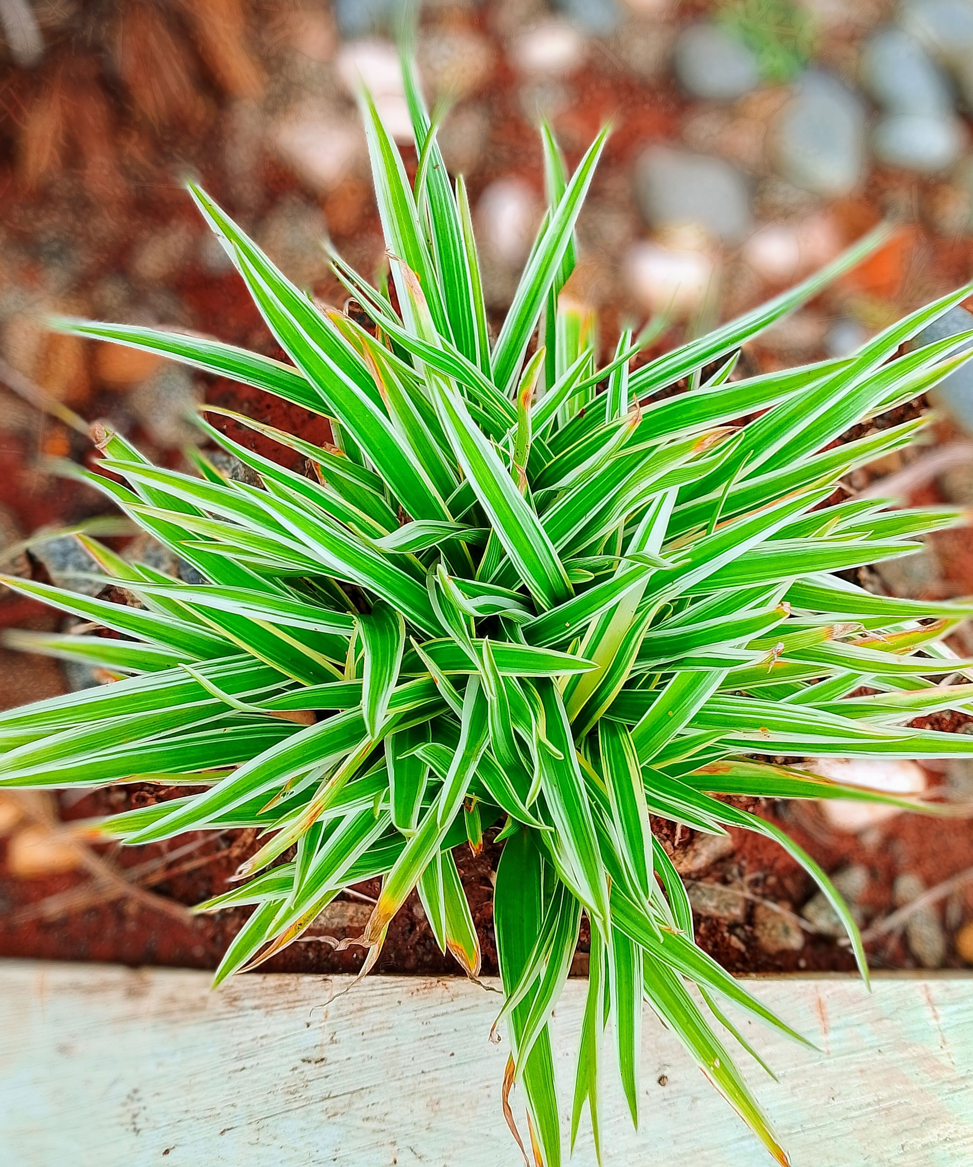 Chlorophytum laxum bichetii growing in large tub