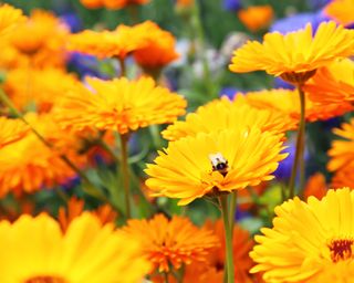 Sunny calendula flowers with bee resting in flower head