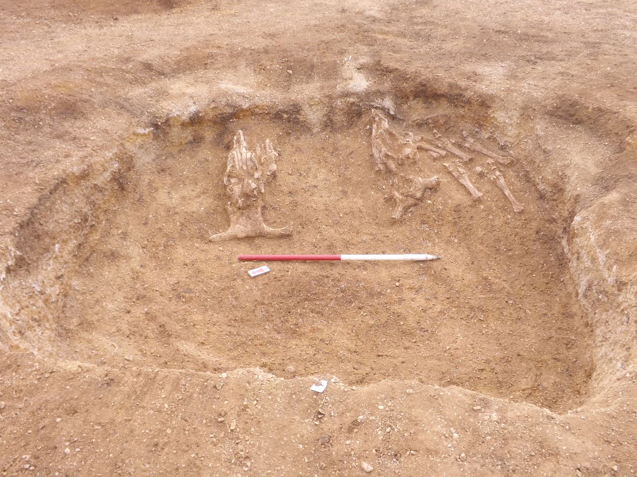 Some of the so-called "head and hoof" remains found in the chieftain's burial.