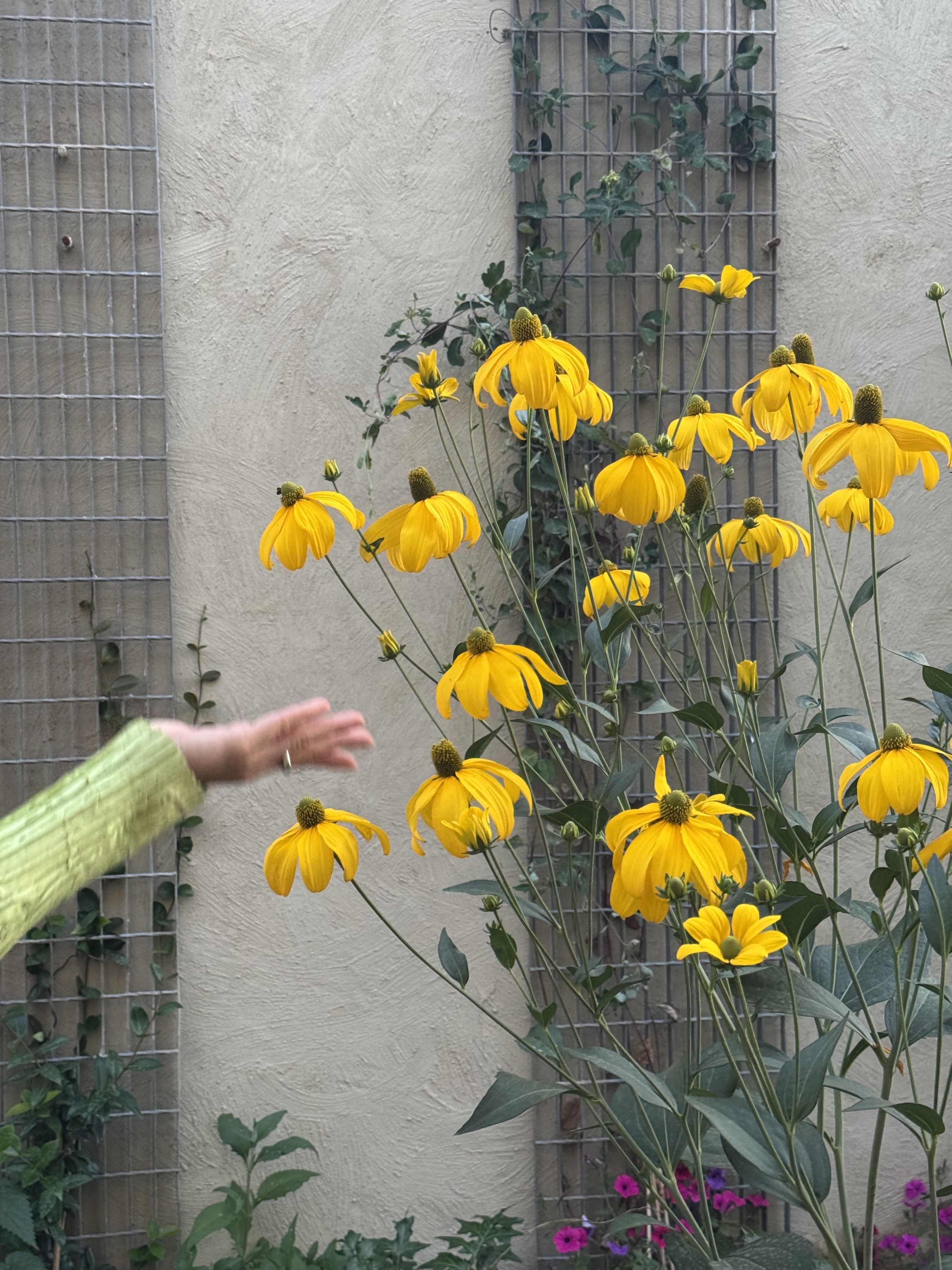 A garden with yellow flowers and verdant greenery, tucked behind a white building.
