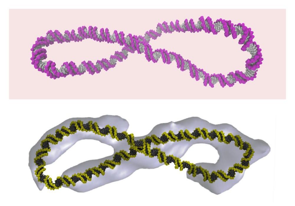 supercoiled dna