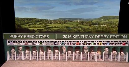 The Tonight Show's puppy predictors for the 2016 Kentucky Derby.