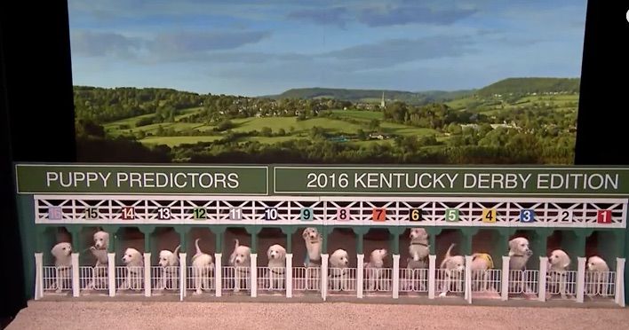 The Tonight Show&amp;#039;s puppy predictors for the 2016 Kentucky Derby.