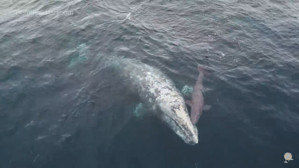 Extremely rare gray whale birth captured on camera, possibly for the