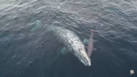 Extremely rare gray whale birth captured on camera, possibly for the ...