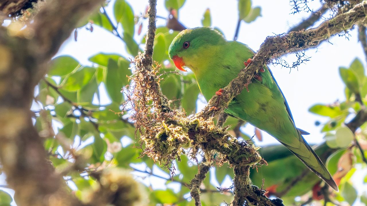 This rare lorikeet was discovered in 1920 and had only been photographed once