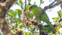 Blue-fronted lorikeet.